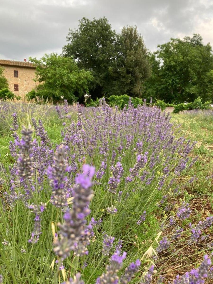 Claudia Vacanza Toscana - Appartamento Melograno -10 Min Da Siena Sovicille Exterior photo